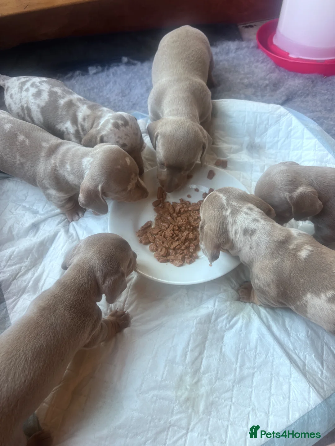 Miniature Dachshund dogs for sale: Miniture dachshund  in Ilkley - Advert 23