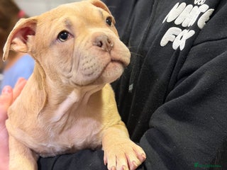 Mixed Breed dogs English bulldog cross ready now - Advert 7