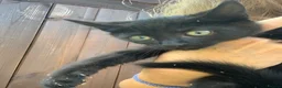 Mixed Breed cats for sale: Two beautiful kittens for sale 13 Weeks old - Advert 1