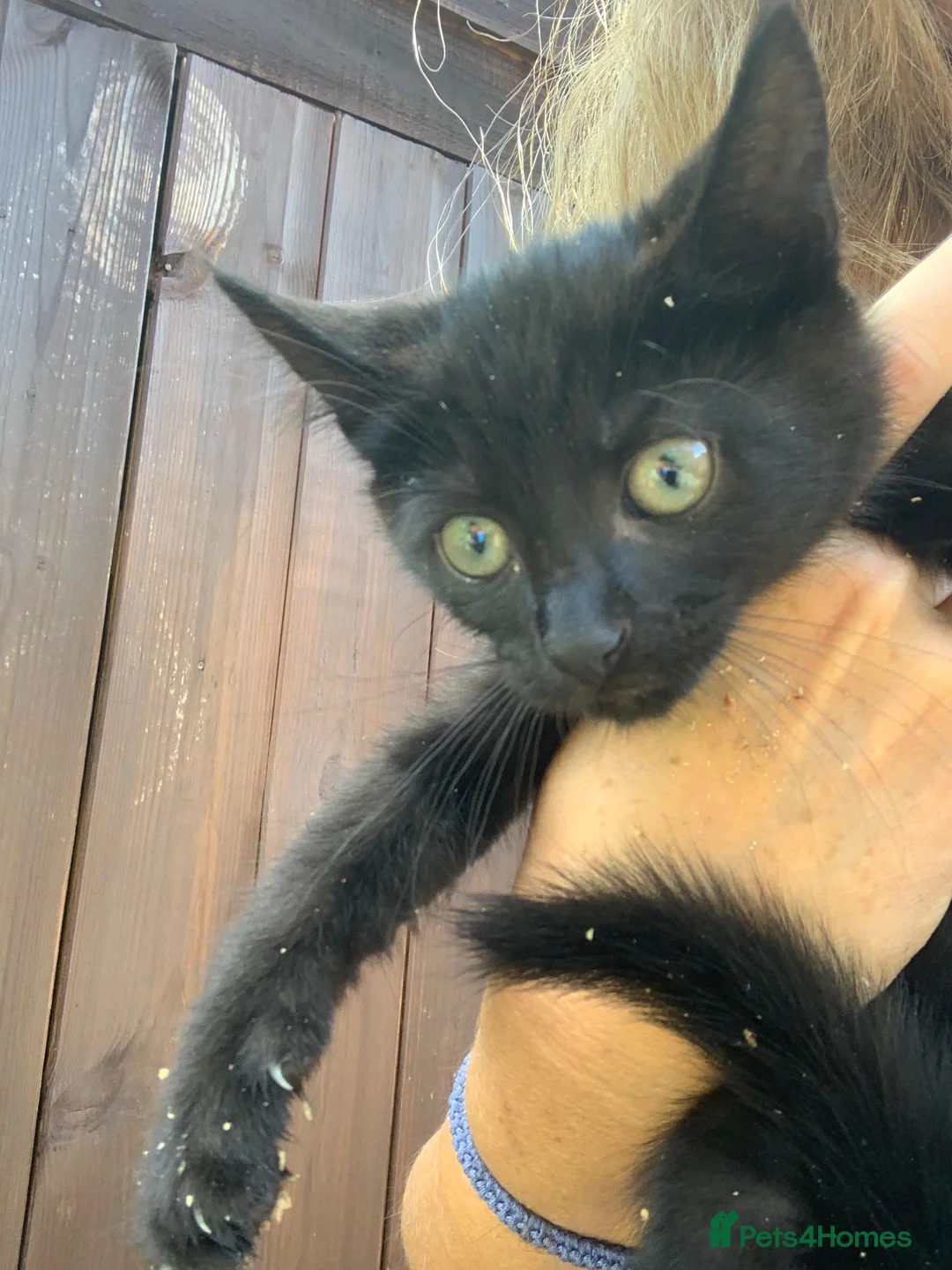 Mixed Breed cats for sale: Two beautiful kittens for sale 13 Weeks old - Advert 1