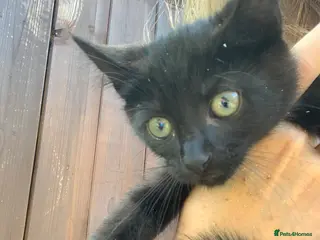 Mixed Breed cats Two beautiful kittens for sale 13 Weeks old - Advert 1