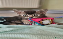 Abyssinian cats for sale: Abyssinian and Bengal x kittens 😻 - Image 14