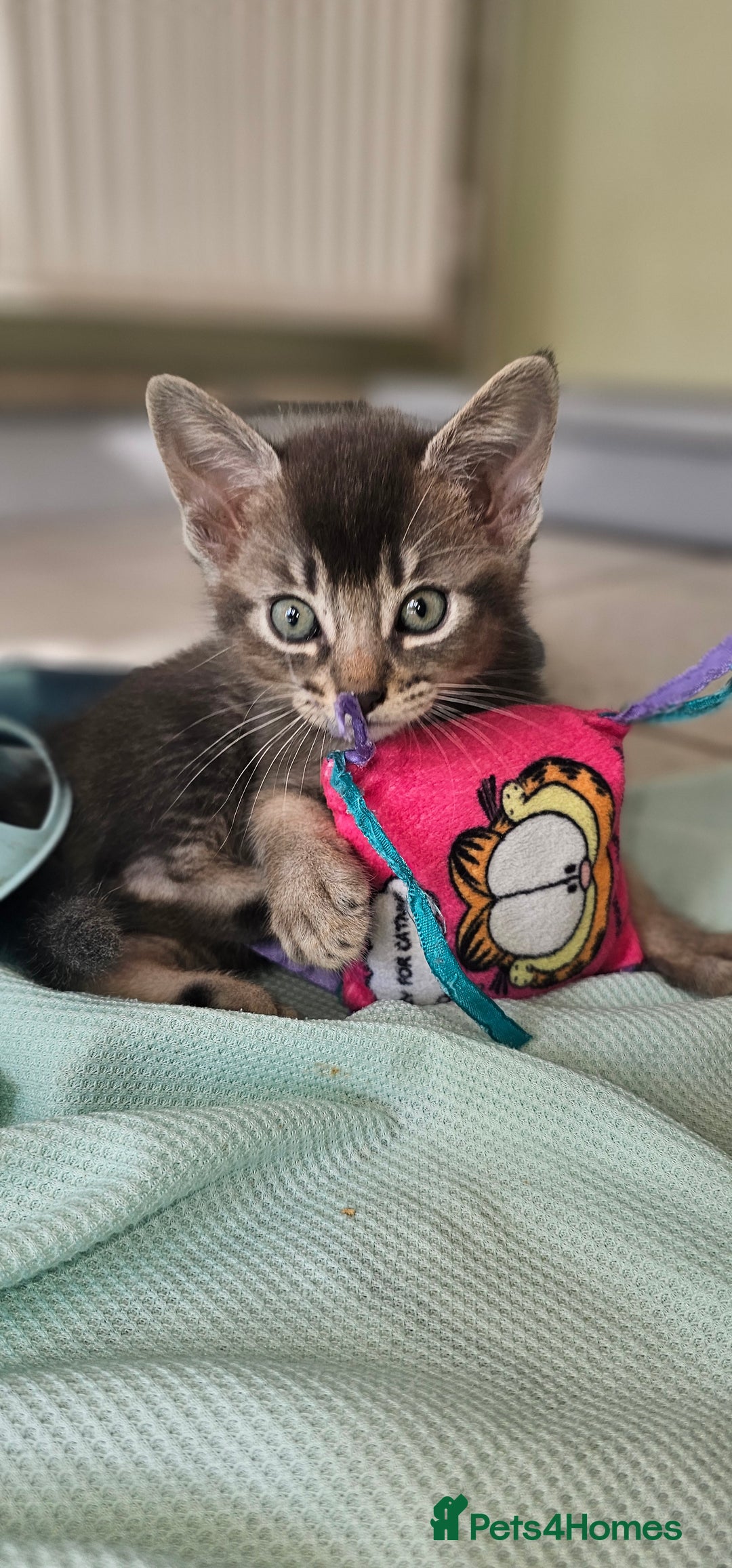 Abyssinian cats for sale: Abyssinian and Bengal x kittens 😻 - Image 14