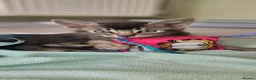 Abyssinian cats for sale: All kittens reserved, thank you 😻 - Advert 23