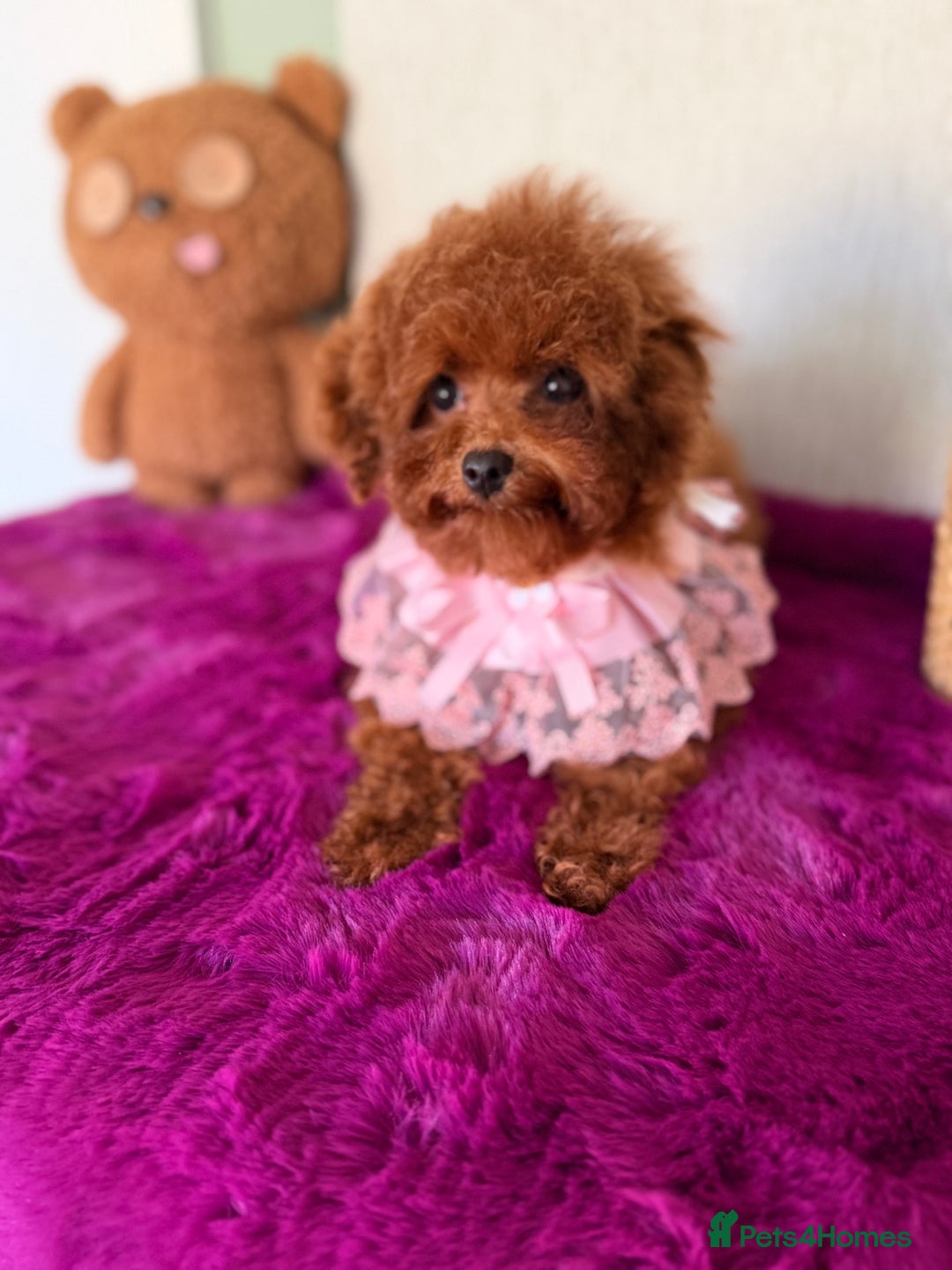 Poodle dogs for sale: Asian girl looking for 🏡 - Advert 4