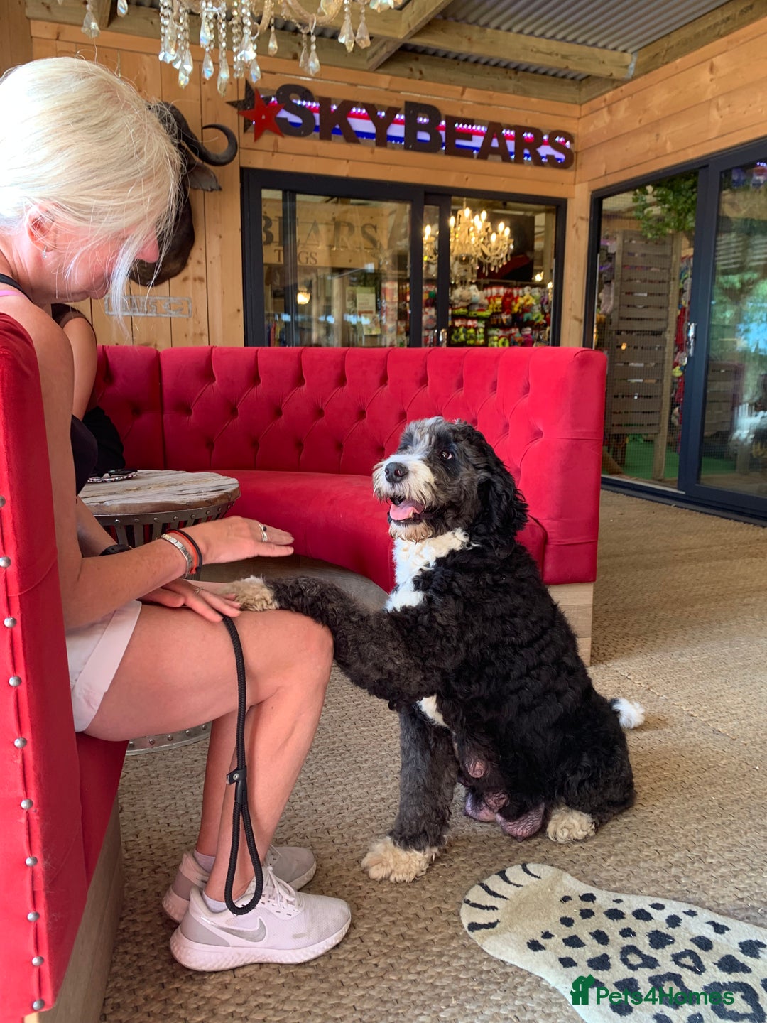 Bernedoodle dogs for sale: Standard Size Bernedoodle  - Image 2