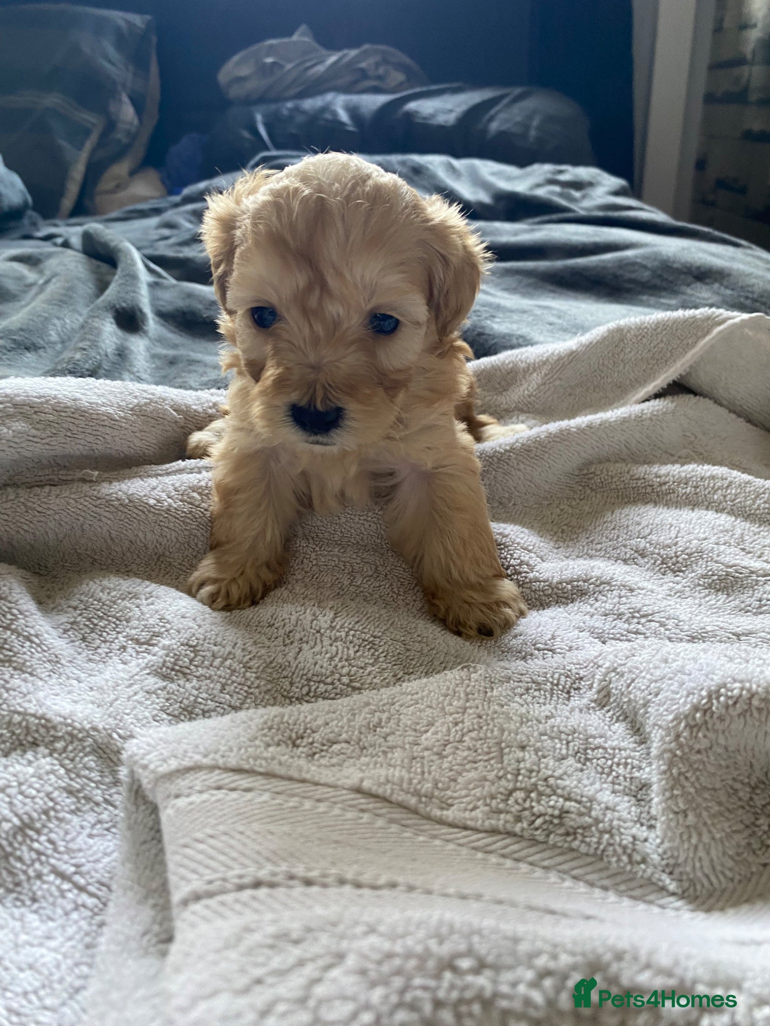 Shihpoo dogs Shihpoo - Advert 15