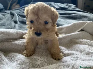 Shihpoo dogs Shihpoo - Advert 15