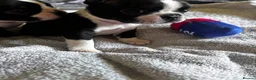 Boston Terrier dogs for sale: Gorgeous Boston terrier pups  - Advert 5