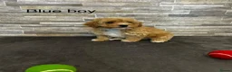 Poochon dogs for sale: Beautiful Pochoon puppies!! - Advert 8