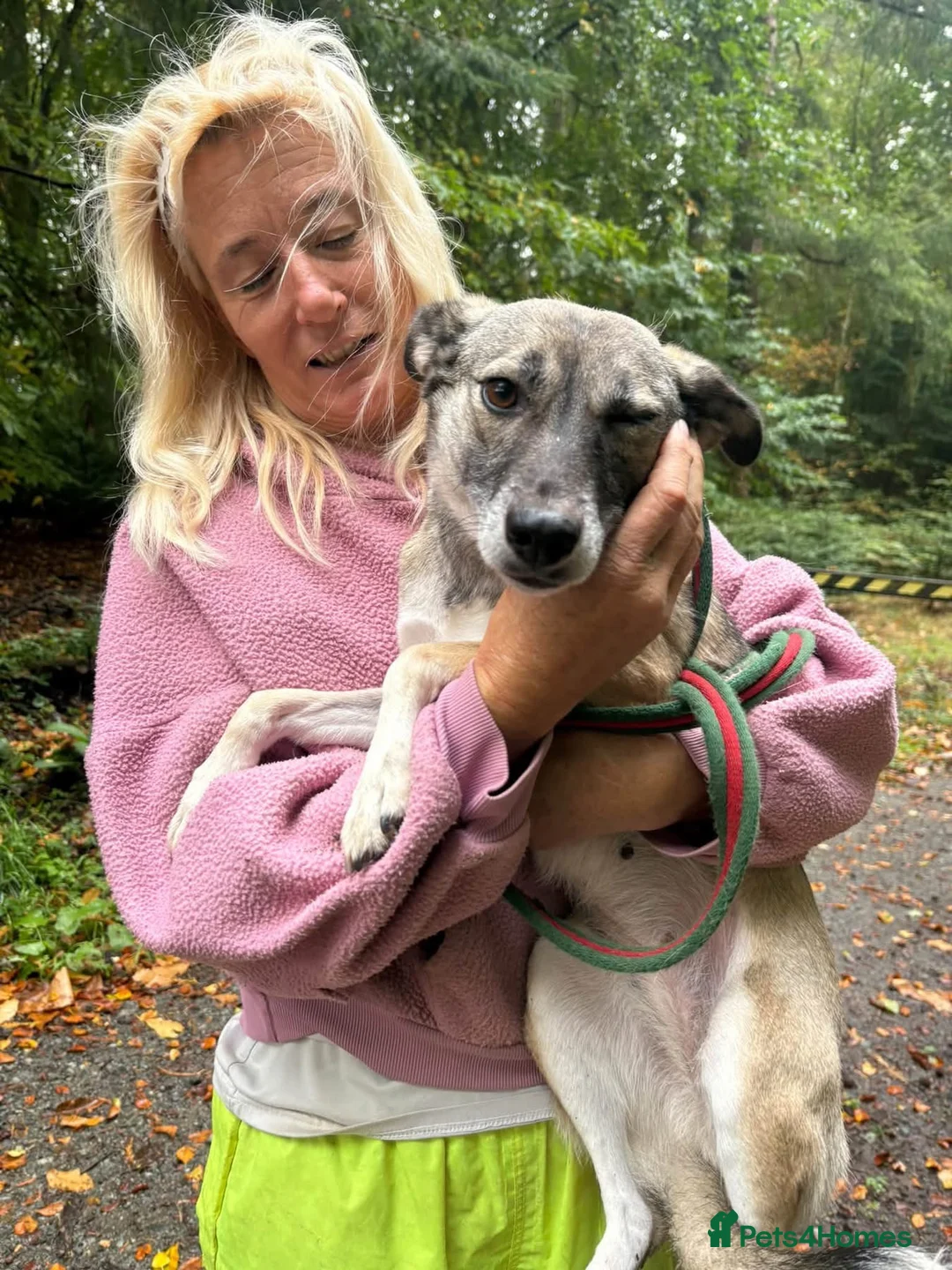 Mixed Breed dogs for adoption: Inka - Dereham Norfolk in Dereham - Advert 2
