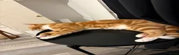 Mixed Breed cats for sale: 3 cats for sale  - Advert 9