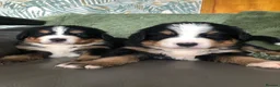 Bernese Mountain Dog dogs for sale: Stunning Bernese mountain puppies - Advert 2