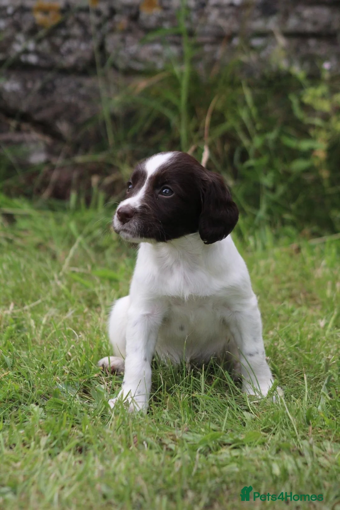 English Springer Spaniel dogs for sale: Springer spaniel puppies, Docked tails  in Hereford - Advert 19