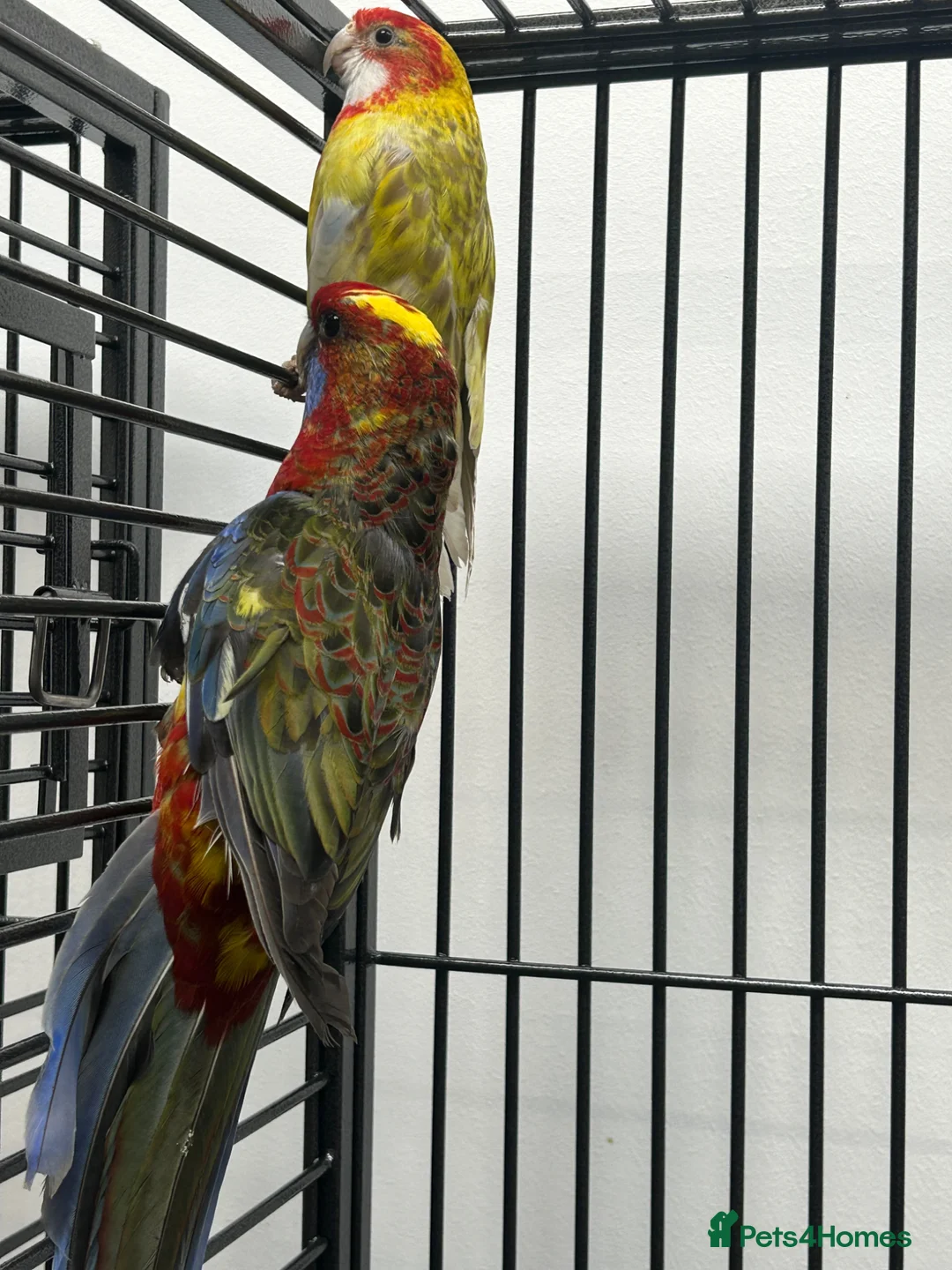 Parakeets birds for sale: Stunning Various Rosella & Pennants   - Advert 2