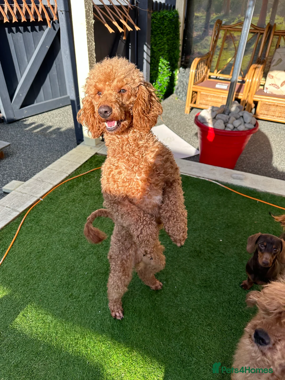 Miniature Poodle dogs for stud: RED MINIATURE POODLE STUD in Mansfield - Advert 5
