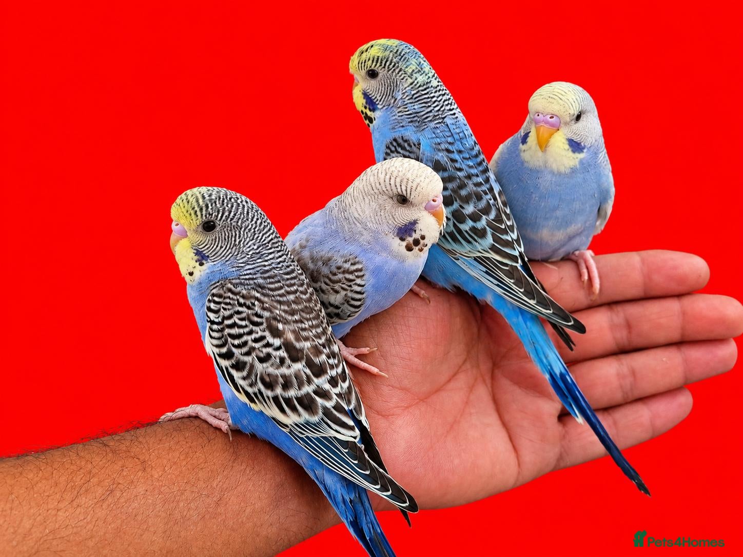 Budgerigars birds Super silly hand tamed baby budgies  - Advert 2