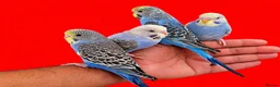 Budgerigars birds for sale: Super silly hand tamed baby budgies  - Advert 1