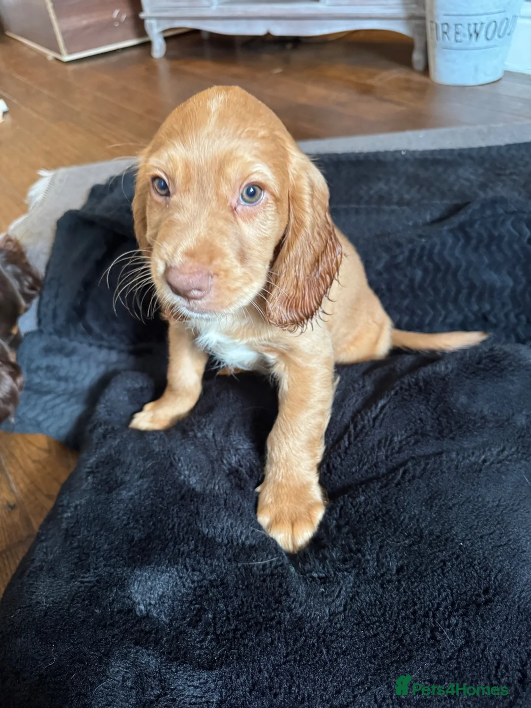 Cocker Spaniel dogs for sale: Working cocker spaniels.  in Wigan - Advert 12