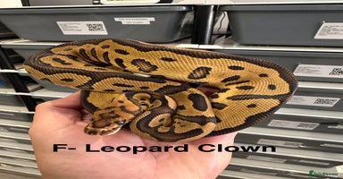 Python Snake reptiles in Peterborough - Advert 6