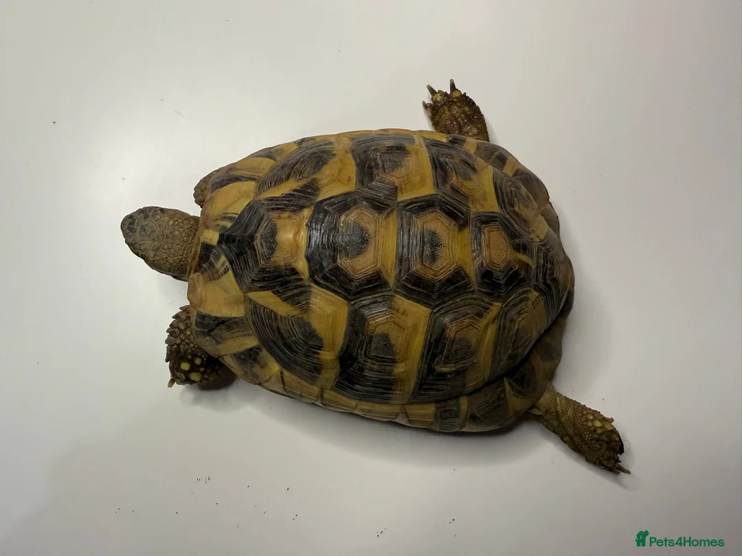 Tortoise reptiles for sale: Hermanns Tortoise and Full Set Up For Sale - Advert 3