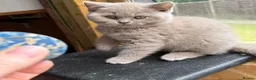 British Shorthair cats for sale: Liliac boy BSH  - Advert 2