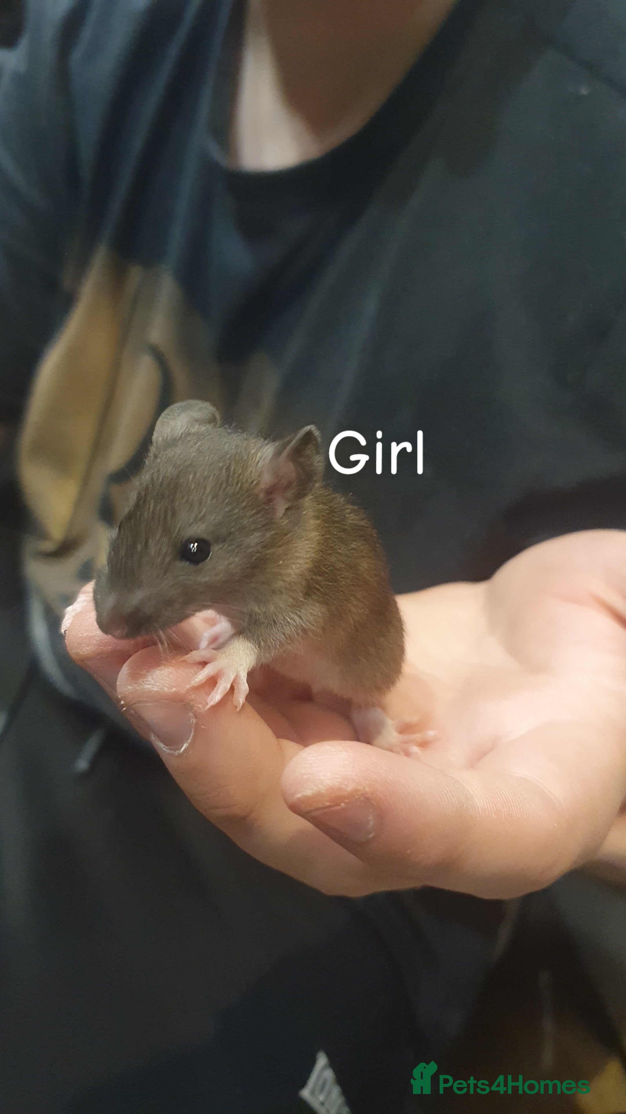 Rat rodents Confident, playful ratties! - Advert 22