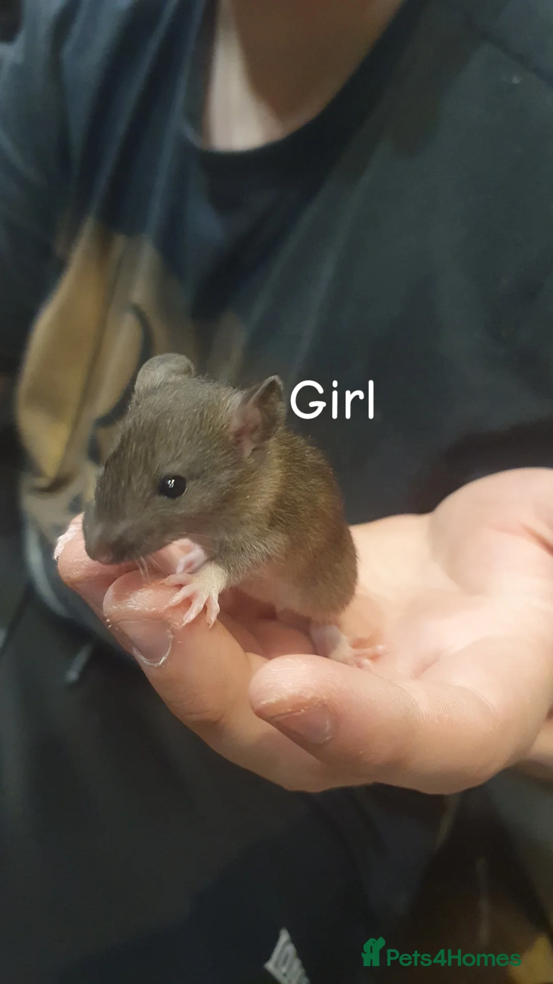 Rat rodents for sale: Confident, playful ratties! - Advert 2