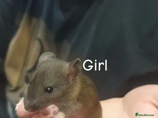 Rat rodents Confident, playful ratties! - Advert 22