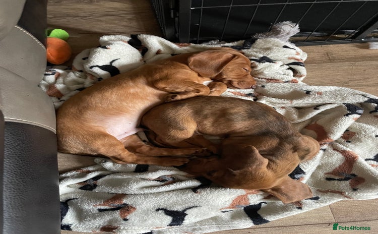 Miniature Dachshund dogs - Advert 12