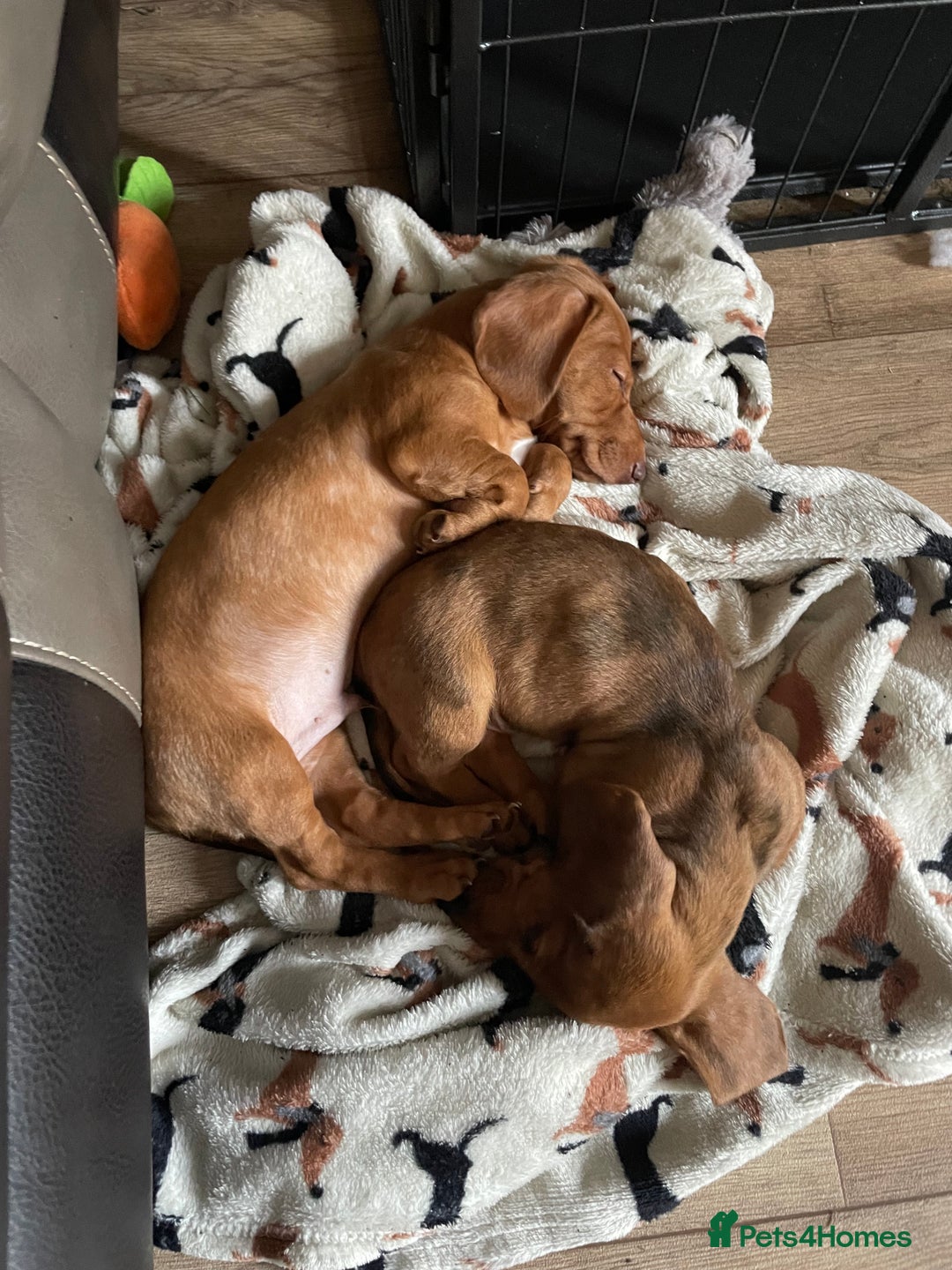 Miniature Dachshund dogs for sale: “Urgent homes needed! – Miniature Dashchunds - Image 4