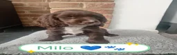 Cocker Spaniel dogs for sale: 🐶 KC Reg Chocolate Show type Cockers🐶🐾  - Advert 7
