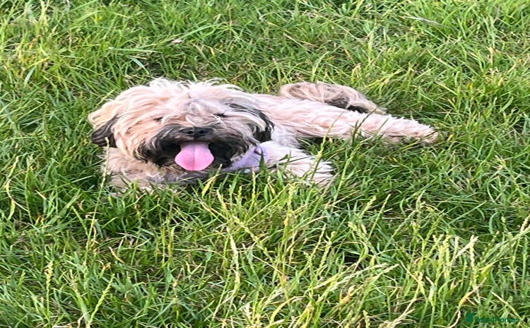 Mixed Breed dogs Shihpoo x Cockapoo puppies  - Advert 1