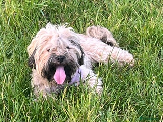 Mixed Breed dogs Shihpoo x Cockapoo puppies - Advert 2