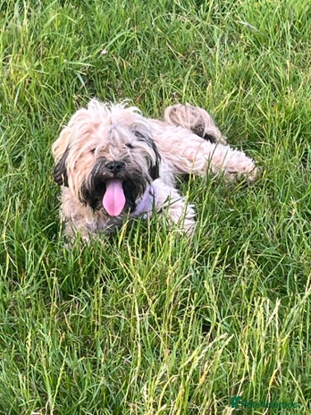 Mixed Breed dogs Shihpoo x Cockapoo puppies - Advert 1