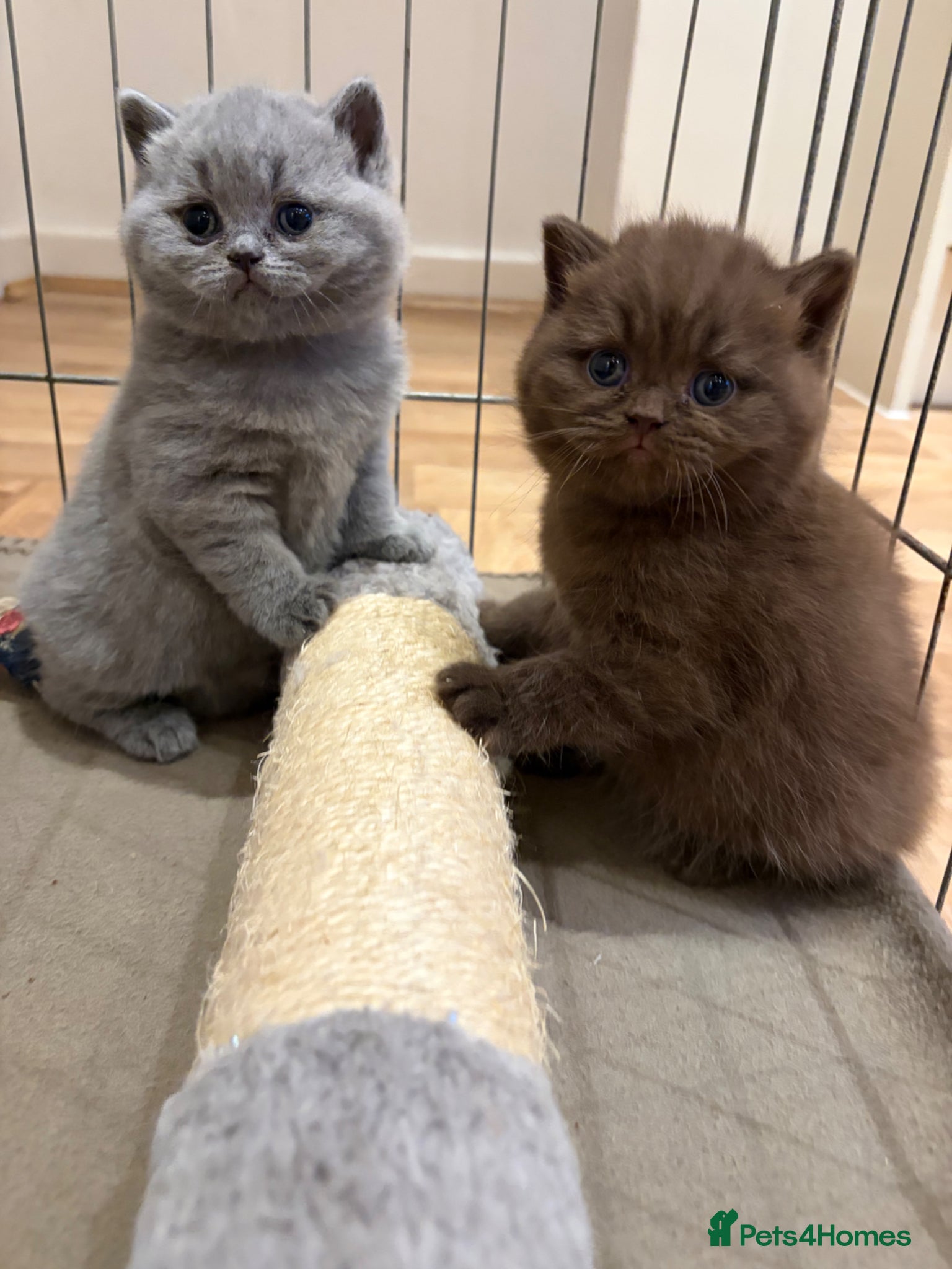 British Shorthair cats GCCF Pure Pedigree British Shorthair - Top Quality - Advert 1