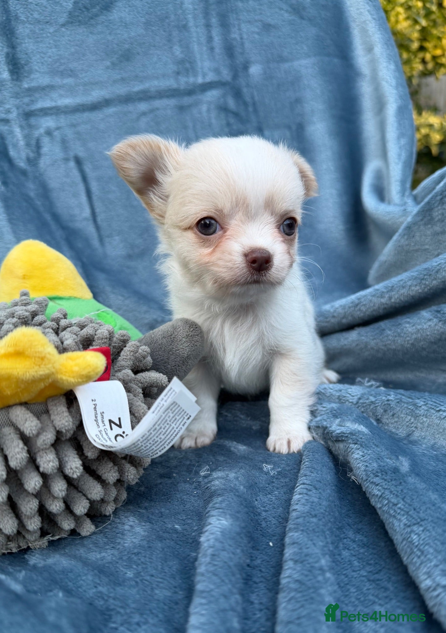 Chihuahua dogs Gorgeous Chihuahua boy puppie - Advert 12