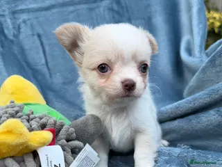 Chihuahua dogs Gorgeous Chihuahua boy puppie - Advert 12