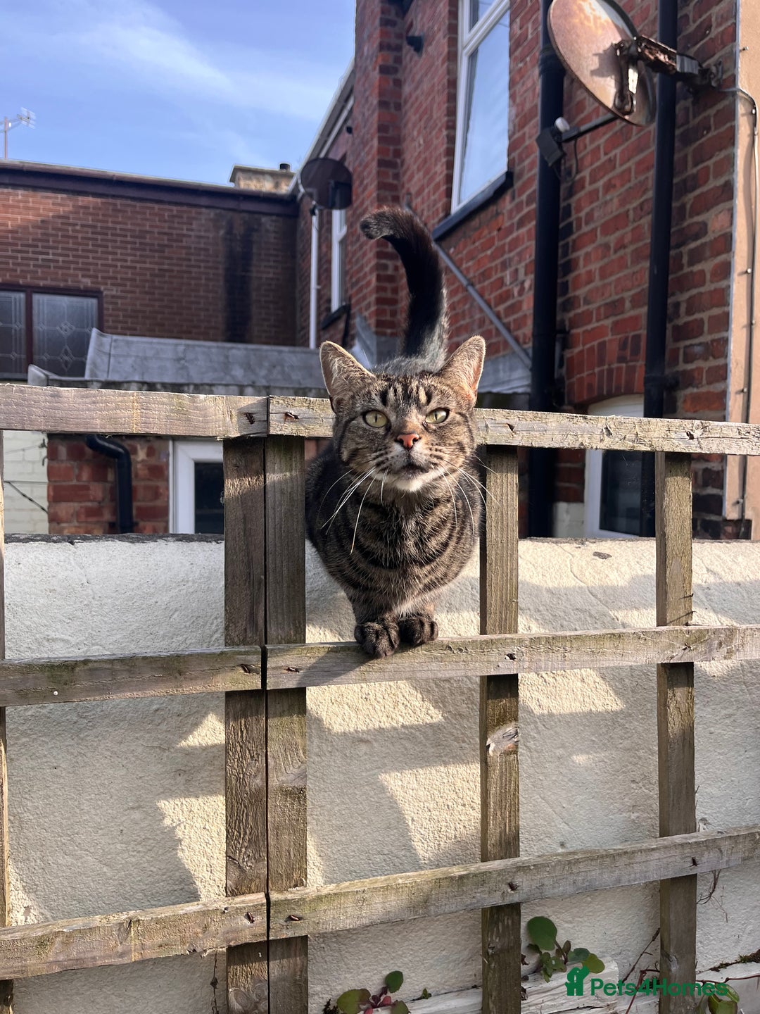 Domestic Shorthair cats for sale: Female and very friendly - Image 2