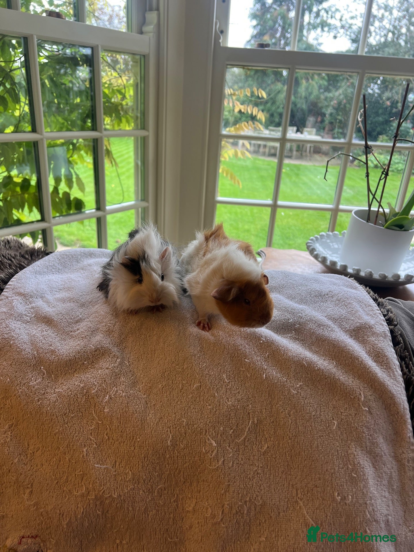 Guinea Pig rodents Gorgeous Guniea Pigs  - Advert 4