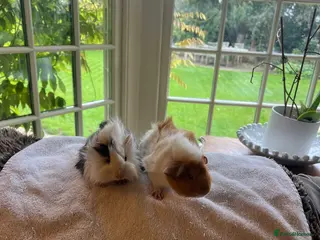 Guinea Pig rodents Gorgeous Guniea Pigs - Advert 4