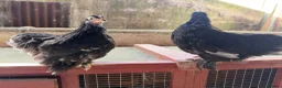 Chickens poultry for sale: POL pekin bantam hens - Advert 5