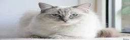 Ragdoll cats for stud: Beautiful GCCF Ragdoll Stud-Blue Tabby Mitted Bi - Advert 5
