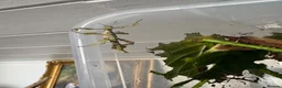 Stick Insects invertebrates for sale: Macleays Spectre Leaf Insects  - Advert 3
