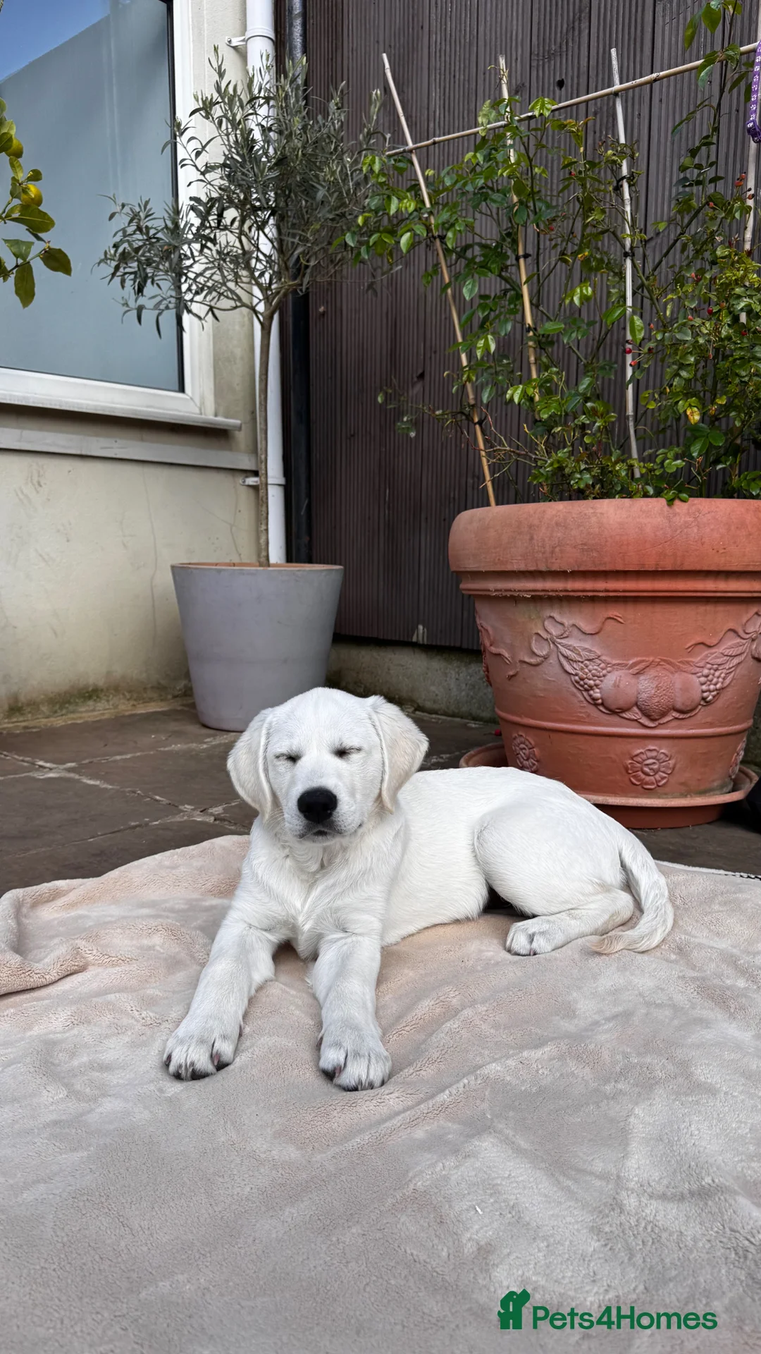 Goldador dogs for sale: Last Goldador Puppy 12wks Vaccinated Ready Now  - Advert 22