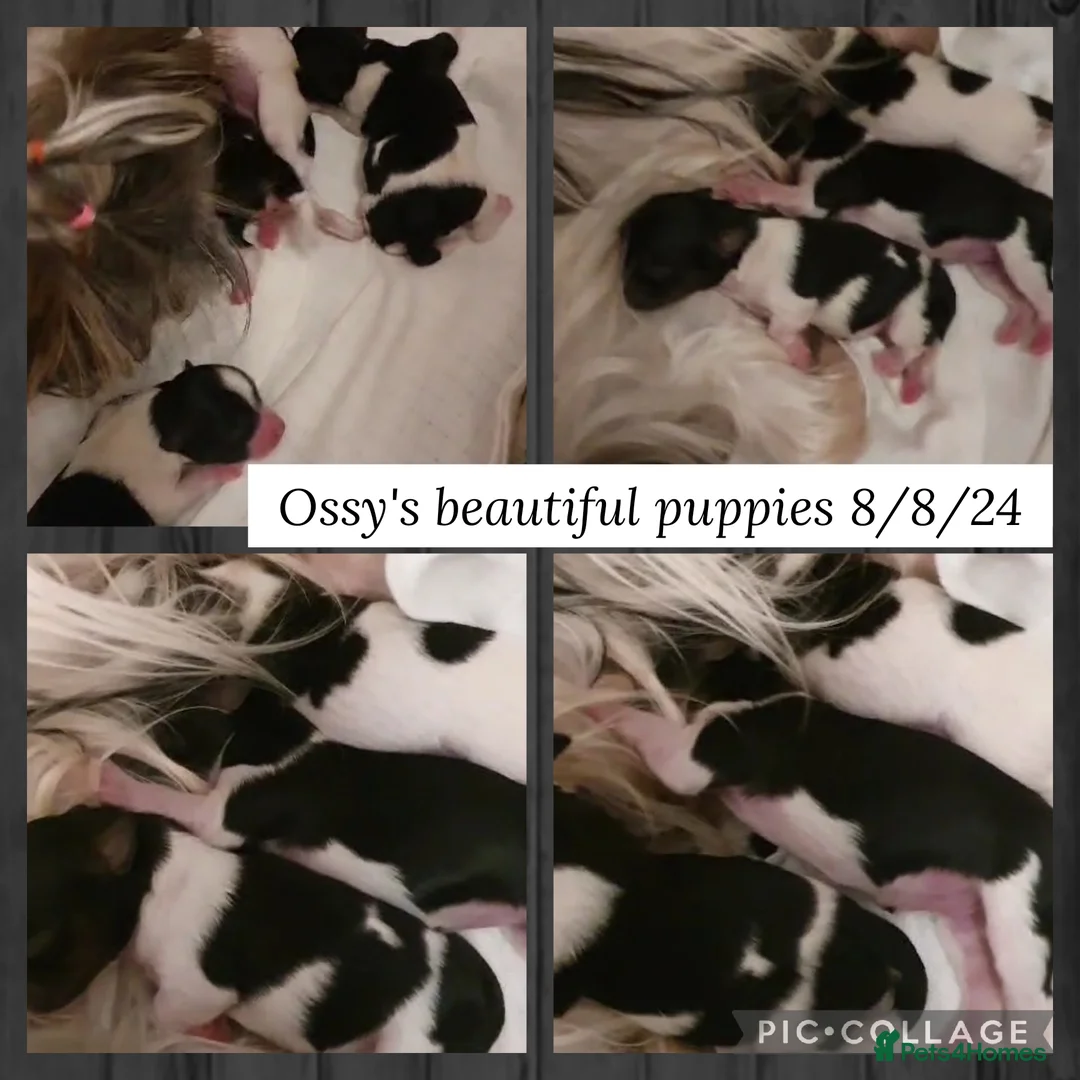 Yorkshire Terrier dogs for stud: Purebred BiewerTerrier/ColourfulYorkie Proven Stud in Merthyr Tydfil - Advert 34