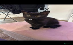 Domestic Shorthair cats for sale: Adorable 7MonthOld Black Kitten Seeks Loving Home! - Image 1