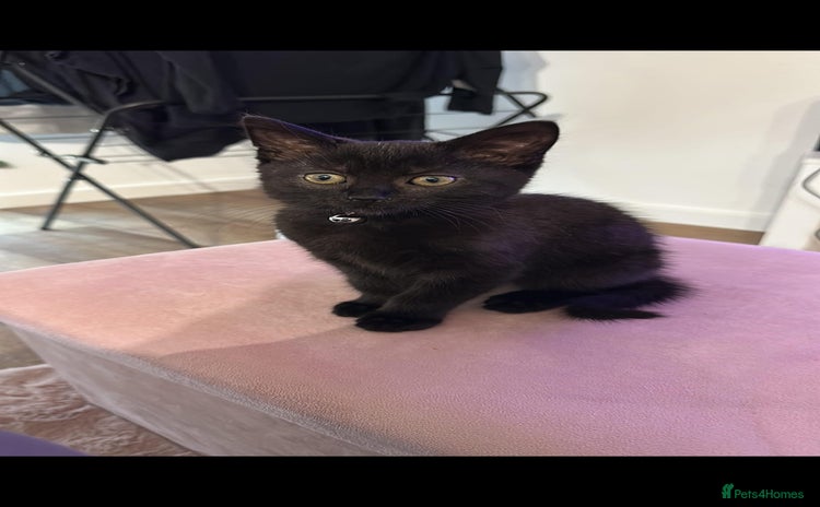 Domestic Shorthair cats - Advert 3