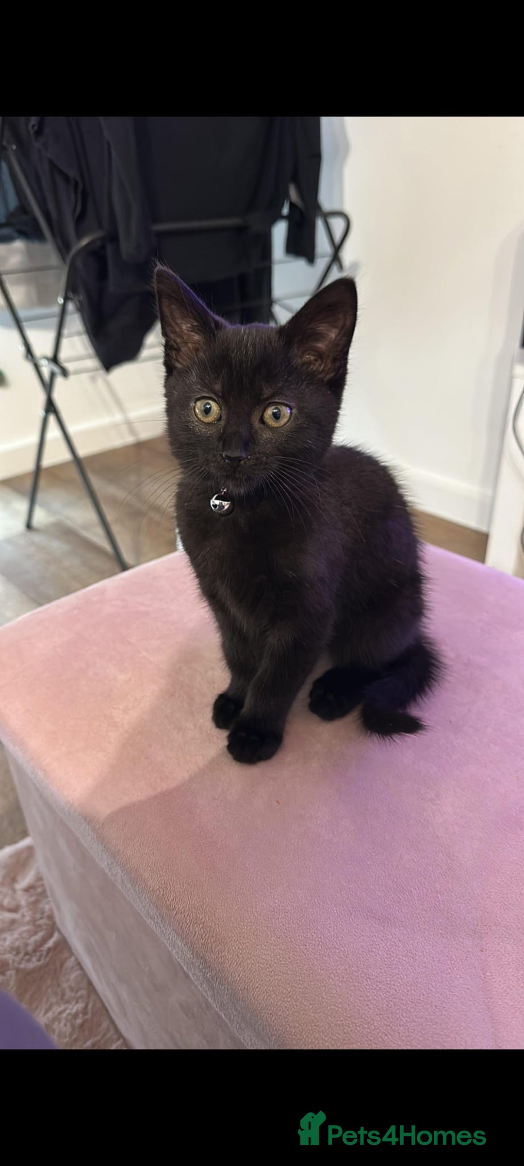 Domestic Shorthair cats for sale: Adorable 7MonthOld Black Kitten Seeks Loving Home! - Image 1