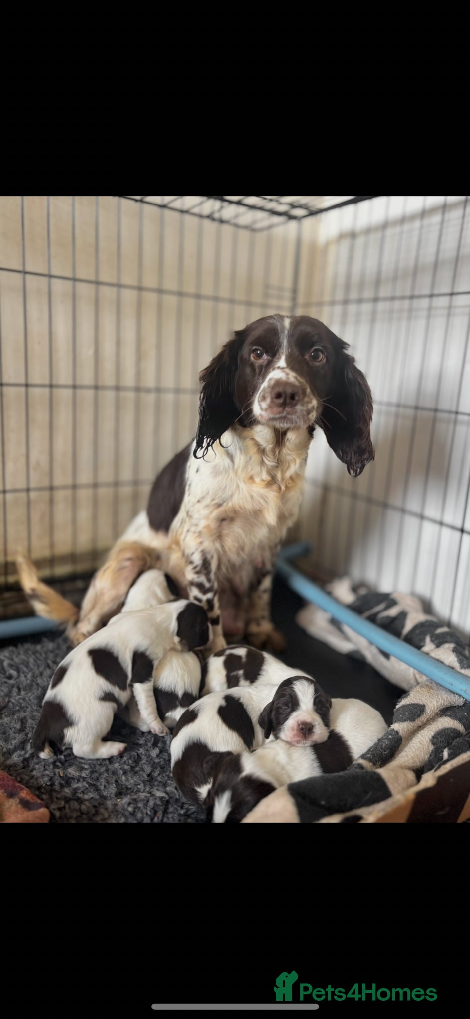 Sprocker dogs Sprocker Spaniel Puppies - Advert 14